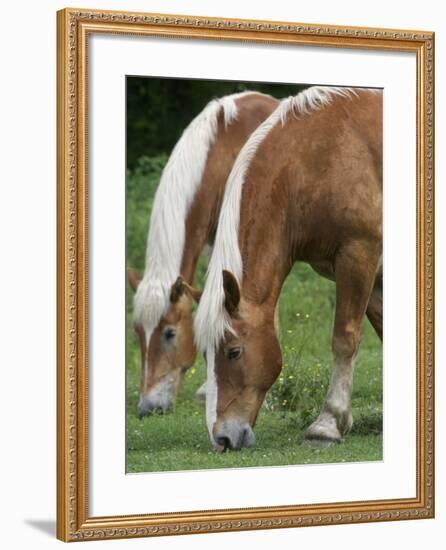 Belgian Draft Horses Jim, Right, and Jake Graze-null-Framed Photographic Print