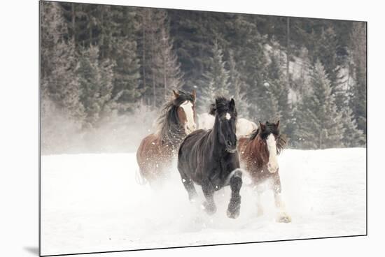 Belgian Horse roundup in winter, Kalispell, Montana.-Adam Jones-Mounted Premium Photographic Print