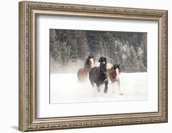 Belgian Horse roundup in winter, Kalispell, Montana.-Adam Jones-Framed Photographic Print