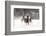 Belgian Horse roundup in winter, Kalispell, Montana.-Adam Jones-Framed Photographic Print