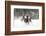 Belgian Horse roundup in winter, Kalispell, Montana.-Adam Jones-Framed Photographic Print