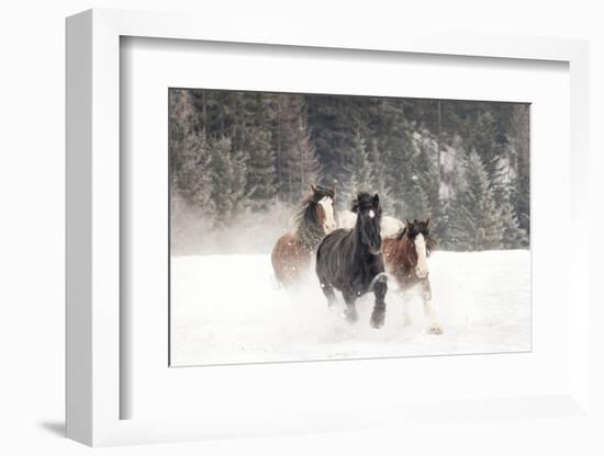 Belgian Horse roundup in winter, Kalispell, Montana.-Adam Jones-Framed Photographic Print