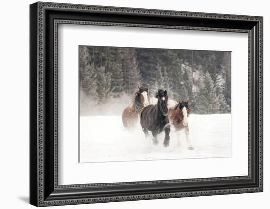 Belgian Horse roundup in winter, Kalispell, Montana.-Adam Jones-Framed Photographic Print