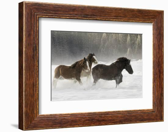 Belgian Horse roundup in winter, Kalispell, Montana.-Adam Jones-Framed Photographic Print