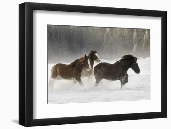 Belgian Horse roundup in winter, Kalispell, Montana.-Adam Jones-Framed Photographic Print