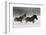 Belgian Horse roundup in winter, Kalispell, Montana.-Adam Jones-Framed Photographic Print