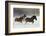 Belgian Horse roundup in winter, Kalispell, Montana.-Adam Jones-Framed Photographic Print