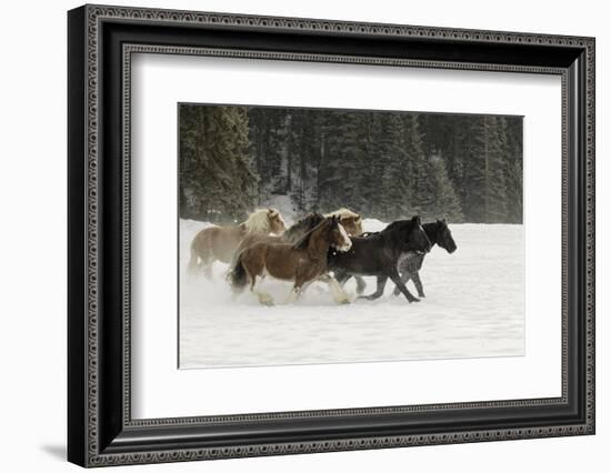 Belgian Horse roundup in winter, Kalispell, Montana.-Adam Jones-Framed Photographic Print