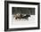 Belgian Horse roundup in winter, Kalispell, Montana.-Adam Jones-Framed Photographic Print