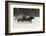 Belgian Horse roundup in winter, Kalispell, Montana.-Adam Jones-Framed Photographic Print