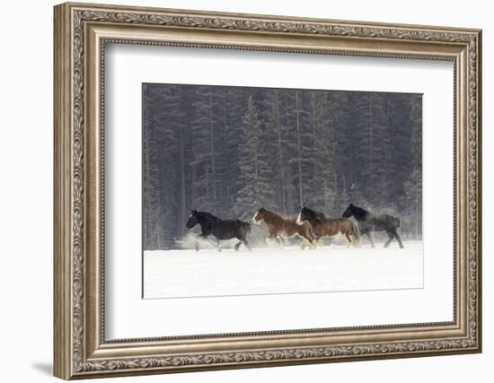 Belgian Horse roundup in winter, Kalispell, Montana.-Adam Jones-Framed Photographic Print