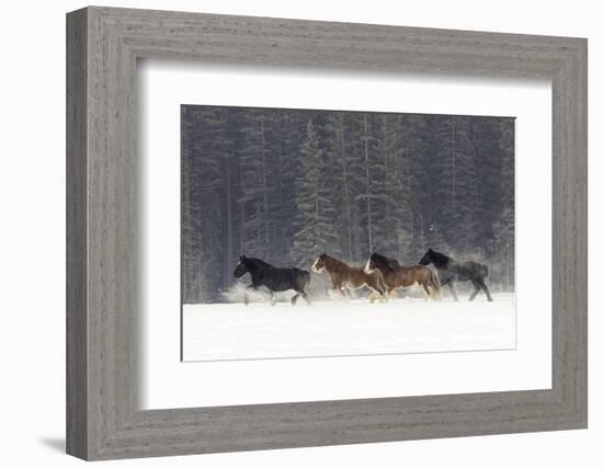 Belgian Horse roundup in winter, Kalispell, Montana.-Adam Jones-Framed Photographic Print