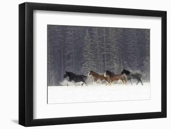 Belgian Horse roundup in winter, Kalispell, Montana.-Adam Jones-Framed Photographic Print