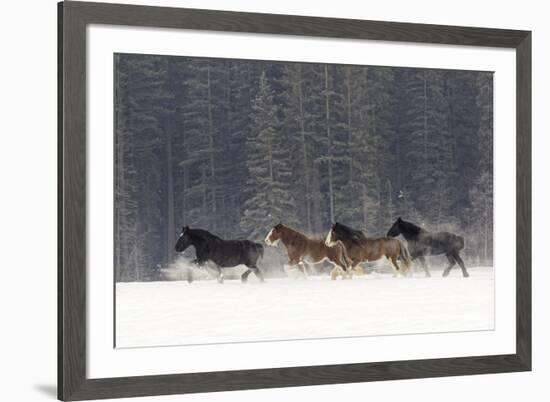 Belgian Horse roundup in winter, Kalispell, Montana.-Adam Jones-Framed Premium Photographic Print