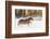 Belgian Horse roundup in winter, Kalispell, Montana.-Adam Jones-Framed Photographic Print