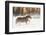 Belgian Horse roundup in winter, Kalispell, Montana.-Adam Jones-Framed Photographic Print