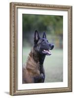 Belgian Malanois Shepherd 12-Bob Langrish-Framed Photographic Print