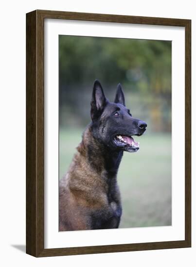 Belgian Malanois Shepherd 12-Bob Langrish-Framed Photographic Print