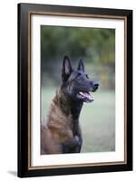Belgian Malanois Shepherd 12-Bob Langrish-Framed Photographic Print