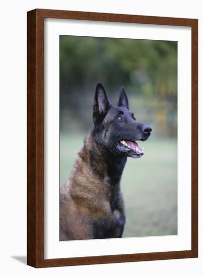 Belgian Malanois Shepherd 12-Bob Langrish-Framed Photographic Print