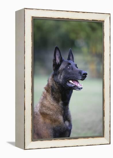 Belgian Malanois Shepherd 12-Bob Langrish-Framed Premier Image Canvas