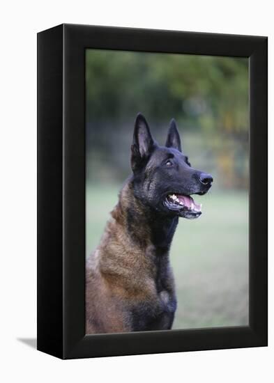 Belgian Malanois Shepherd 12-Bob Langrish-Framed Premier Image Canvas