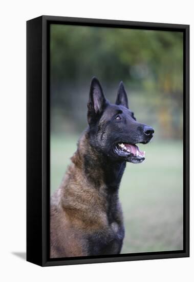 Belgian Malanois Shepherd 12-Bob Langrish-Framed Premier Image Canvas