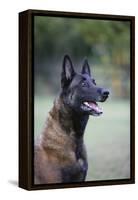 Belgian Malanois Shepherd 12-Bob Langrish-Framed Premier Image Canvas