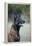 Belgian Malanois Shepherd 12-Bob Langrish-Framed Premier Image Canvas