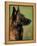 Belgian Malinois / Shepherd Dog Profile Portrait-Adriano Bacchella-Framed Premier Image Canvas