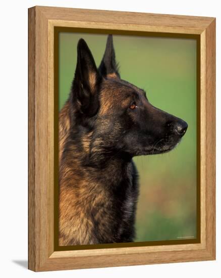 Belgian Malinois / Shepherd Dog Profile Portrait-Adriano Bacchella-Framed Premier Image Canvas