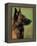 Belgian Malinois / Shepherd Dog Profile Portrait-Adriano Bacchella-Framed Premier Image Canvas