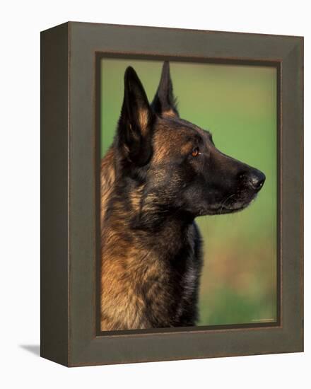 Belgian Malinois / Shepherd Dog Profile Portrait-Adriano Bacchella-Framed Premier Image Canvas