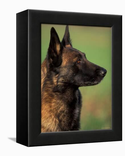 Belgian Malinois / Shepherd Dog Profile Portrait-Adriano Bacchella-Framed Premier Image Canvas