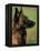 Belgian Malinois / Shepherd Dog Profile Portrait-Adriano Bacchella-Framed Premier Image Canvas