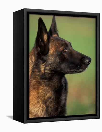 Belgian Malinois / Shepherd Dog Profile Portrait-Adriano Bacchella-Framed Premier Image Canvas