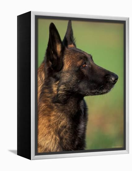 Belgian Malinois / Shepherd Dog Profile Portrait-Adriano Bacchella-Framed Premier Image Canvas