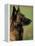 Belgian Malinois / Shepherd Dog Profile Portrait-Adriano Bacchella-Framed Premier Image Canvas