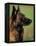 Belgian Malinois / Shepherd Dog Profile Portrait-Adriano Bacchella-Framed Premier Image Canvas