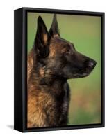 Belgian Malinois / Shepherd Dog Profile Portrait-Adriano Bacchella-Framed Premier Image Canvas