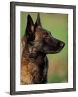 Belgian Malinois / Shepherd Dog Profile Portrait-Adriano Bacchella-Framed Photographic Print