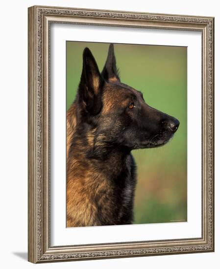 Belgian Malinois / Shepherd Dog Profile Portrait-Adriano Bacchella-Framed Photographic Print