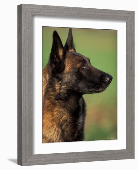 Belgian Malinois / Shepherd Dog Profile Portrait-Adriano Bacchella-Framed Photographic Print