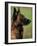 Belgian Malinois / Shepherd Dog Profile Portrait-Adriano Bacchella-Framed Photographic Print