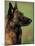 Belgian Malinois / Shepherd Dog Profile Portrait-Adriano Bacchella-Mounted Photographic Print