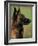 Belgian Malinois / Shepherd Dog Profile Portrait-Adriano Bacchella-Framed Photographic Print