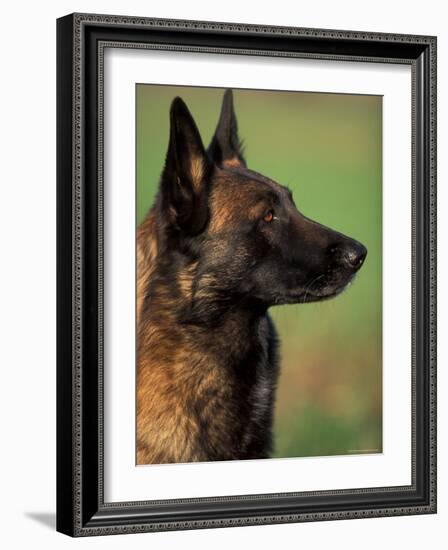 Belgian Malinois / Shepherd Dog Profile Portrait-Adriano Bacchella-Framed Photographic Print