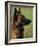 Belgian Malinois / Shepherd Dog Profile Portrait-Adriano Bacchella-Framed Photographic Print