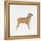 Belgian Mastiff-null-Framed Premier Image Canvas