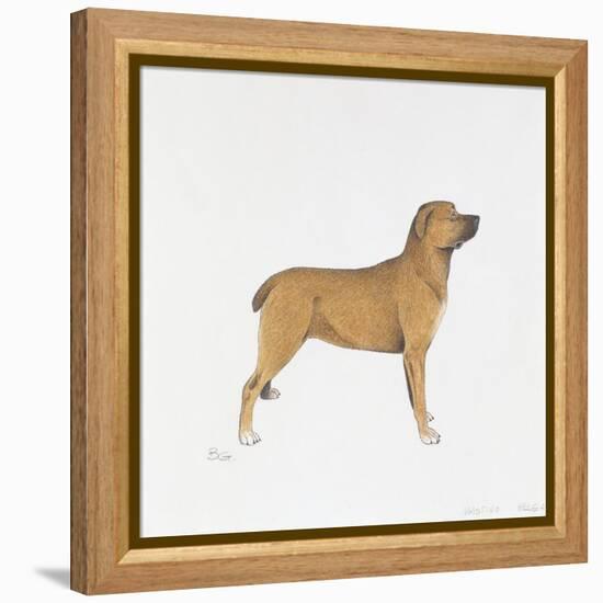Belgian Mastiff-null-Framed Premier Image Canvas